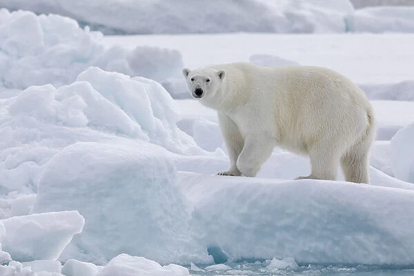 Arctic, north of Svalbard. Portrait of a polar bear walking on the pack ice