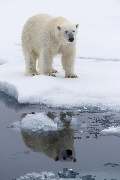 Arctic, north of Svalbard. Portrait of a polar bear with its reflection