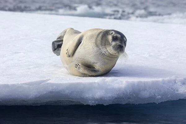 Arctic, north of Svalbard. A portrait of a young bearded seal hauled out on the pack ice
