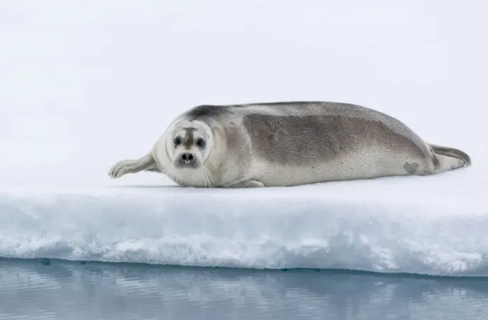 Framed Print : Arctic, north of Svalbard. A portrait of a young bearded seal hauled out on the pack ice