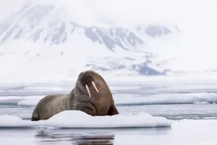 Framed Print : Arctic, Norway, Svalbard, Spitsbergen, pack ice, walrus (Odobenus rosmarus) Walrus