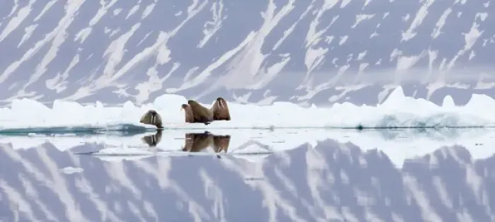 Framed Print : Arctic, Norway, Svalbard, Spitsbergen, pack ice, walrus (Odobenus rosmarus) Walrus Framed Print : Arctic, Norway, Svalbard, Spitsbergen, pack ice, walrus (Odobenus rosmarus) Walrus