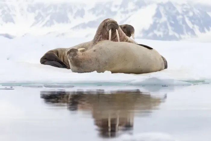 Framed Print : Arctic, Norway, Svalbard, Spitsbergen, pack ice, walrus (Odobenus rosmarus) Walrus Framed Print : Arctic, Norway, Svalbard, Spitsbergen, pack ice, walrus (Odobenus rosmarus) Walrus