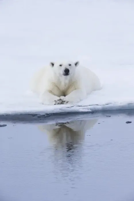 Framed Print : Arctic, Norway, Svalbard, Spitsbergen, pack ice, polar bear (Ursus maritimus) Female
