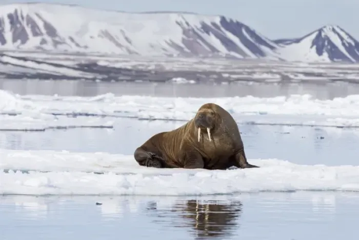 Framed Print : Arctic, Norway, Svalbard, Spitsbergen, walrus (Odobenus rosmarus) Walrus on ice floe Framed Print : Arctic, Norway, Svalbard, Spitsbergen, walrus (Odobenus rosmarus) Walrus on ice floe
