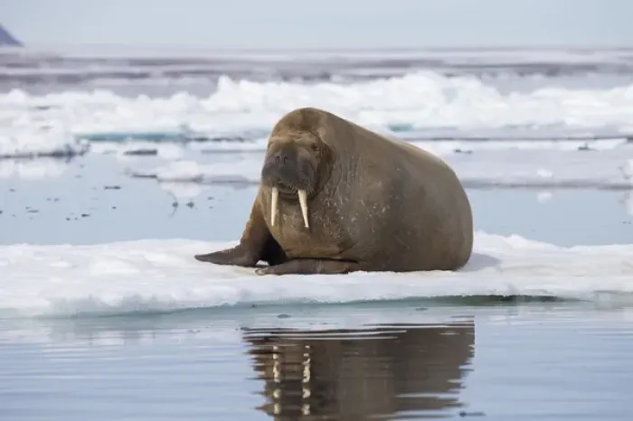 Framed Print : Arctic, Norway, Svalbard, Spitsbergen, walrus (Odobenus rosmarus) Walrus on ice floe Framed Print : Arctic, Norway, Svalbard, Spitsbergen, walrus (Odobenus rosmarus) Walrus on ice floe