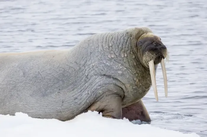Framed Print : Arctic, Norway, Svalbard, Spitsbergen, pack ice, walrus (Odobenus rosmarus) Walrus Framed Print : Arctic, Norway, Svalbard, Spitsbergen, pack ice, walrus (Odobenus rosmarus) Walrus