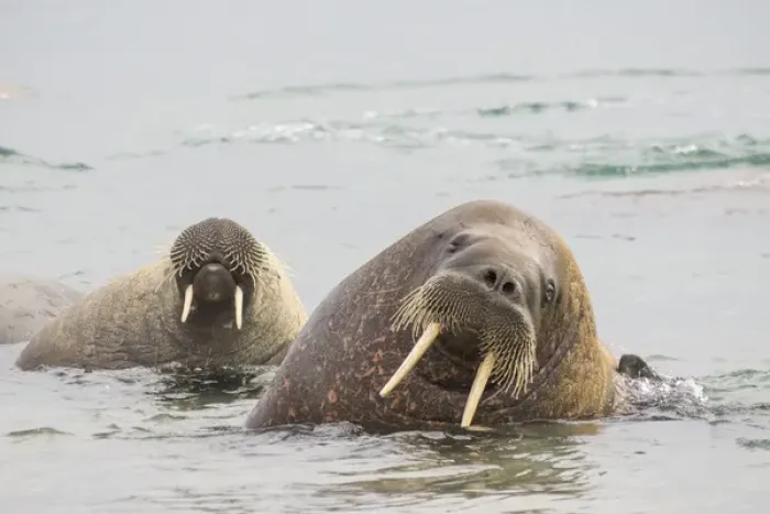 Framed Print : Arctic, Norway, Svalbard, Spitsbergen, walrus (Odobenus rosmarus) Walrus in water Framed Print : Arctic, Norway, Svalbard, Spitsbergen, walrus (Odobenus rosmarus) Walrus in water
