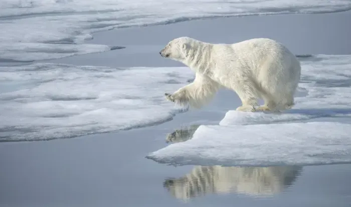 Framed Print : Arctic Ocean, Norway, Svalbard. Polar bear jumping