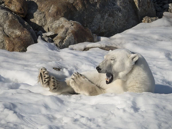 Arctic Ocean, Norway, Svalbard. Resting polar bear