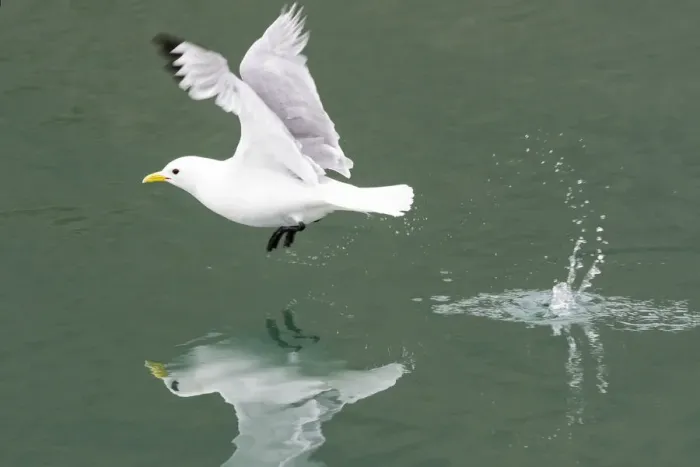 Framed Print : Arctic, Svalbard, Spitsbergen. A black-legged kittiwake takes off from calm water Framed Print : Arctic, Svalbard, Spitsbergen. A black-legged kittiwake takes off from calm water