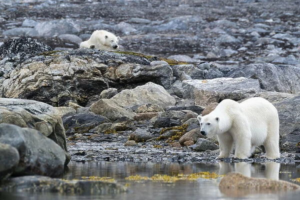 Arctic, Svalbard, Spitsbergen. A polar bear looks for harbor seals while the cub stays