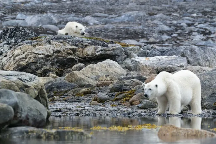 Framed Print : Arctic, Svalbard, Spitsbergen. A polar bear looks for harbor seals while the cub stays Framed Print : Arctic, Svalbard, Spitsbergen. A polar bear looks for harbor seals while the cub stays