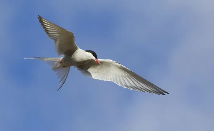 Framed Print : Arctic Tern Framed Print : Arctic Tern