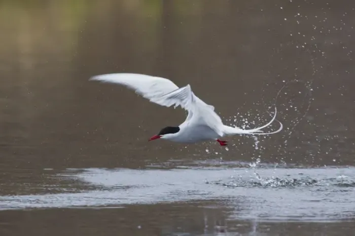 Framed Print : Arctic Tern Fishing Framed Print : Arctic Tern Fishing