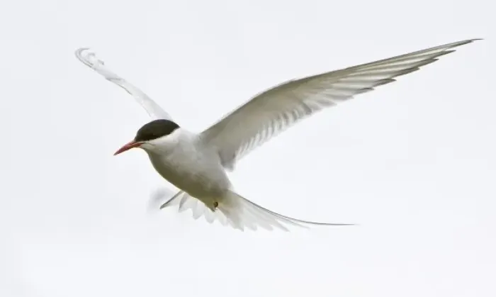 Framed Print : Arctic Tern in flight in Iceland Framed Print : Arctic Tern in flight in Iceland