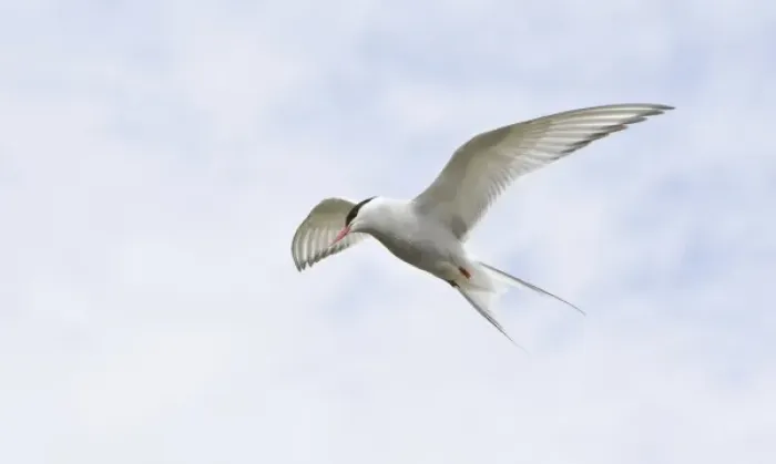 Framed Print : Arctic Tern in flight in Iceland Framed Print : Arctic Tern in flight in Iceland
