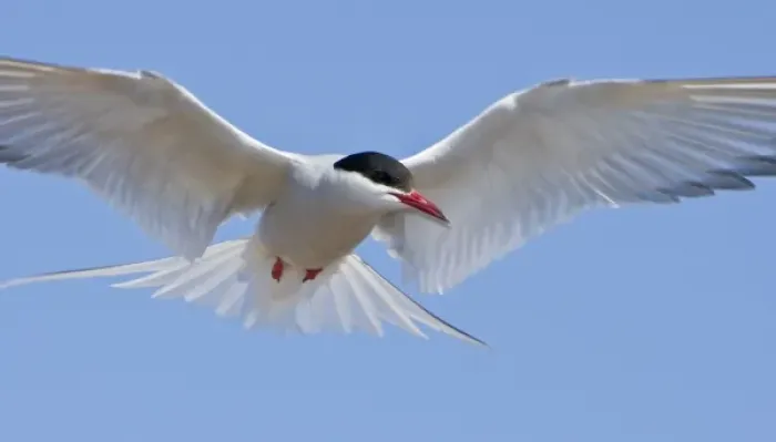 Framed Print : Arctic Tern in flight in Iceland Framed Print : Arctic Tern in flight in Iceland