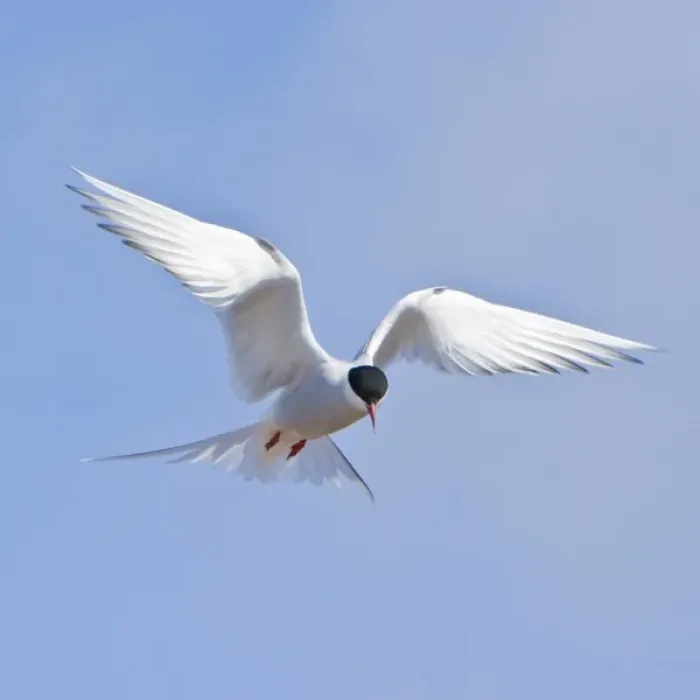 Framed Print : Arctic Tern in flight in Iceland Framed Print : Arctic Tern in flight in Iceland