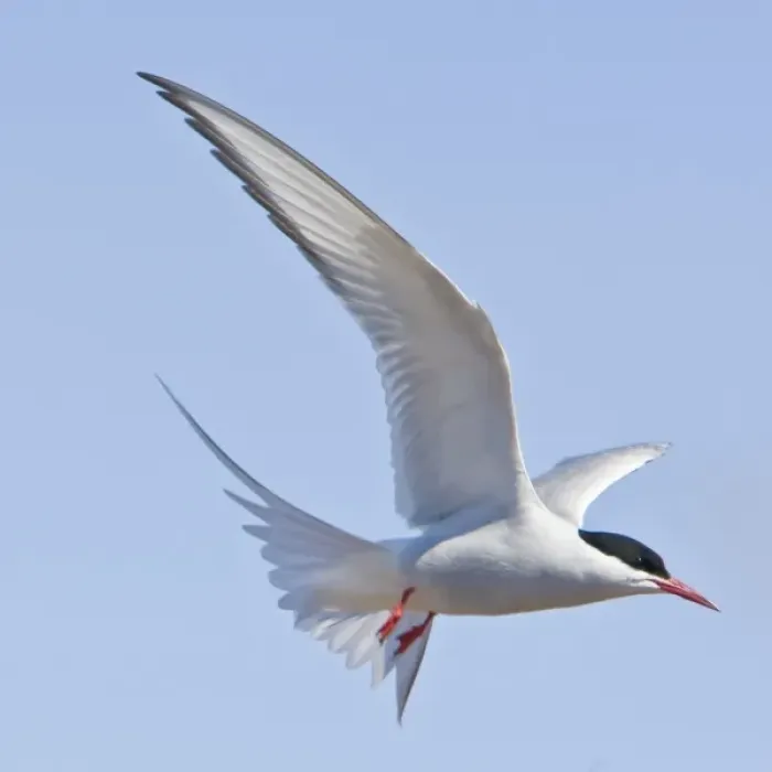 Framed Print : Arctic Tern in flight in Iceland Framed Print : Arctic Tern in flight in Iceland