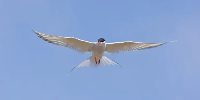 Framed Print : Arctic Tern in flight in Iceland Framed Print : Arctic Tern in flight in Iceland
