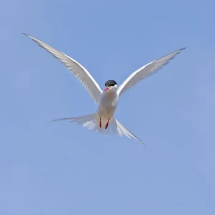 Framed Print : Arctic Tern in flight in Iceland Framed Print : Arctic Tern in flight in Iceland