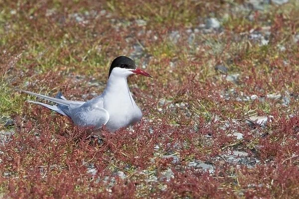 Arctic Tern guards a nest in Iceland
