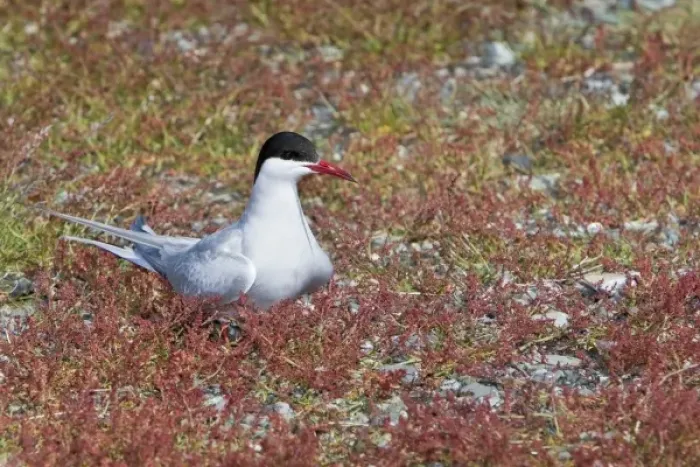 Framed Print : Arctic Tern guards a nest in Iceland Framed Print : Arctic Tern guards a nest in Iceland