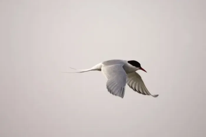 Framed Print : arctic tern, Sterna paradisaea, in flight along the Arctic coast, off Point Barrow Framed Print : arctic tern, Sterna paradisaea, in flight along the Arctic coast, off Point Barrow