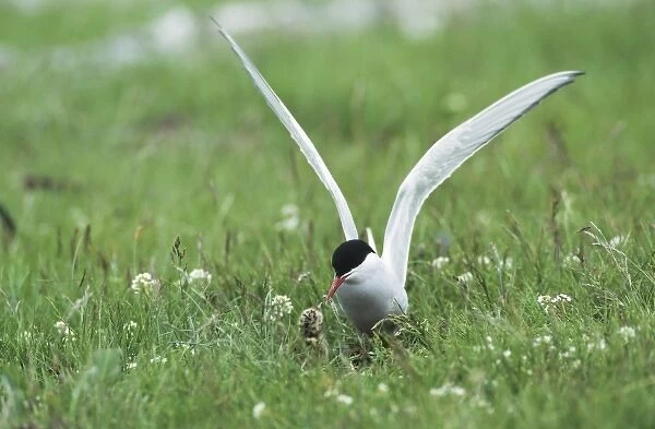 Arctic Tern, Sterna paradisaea, adult on nest feeding young, Nesseby, Norway