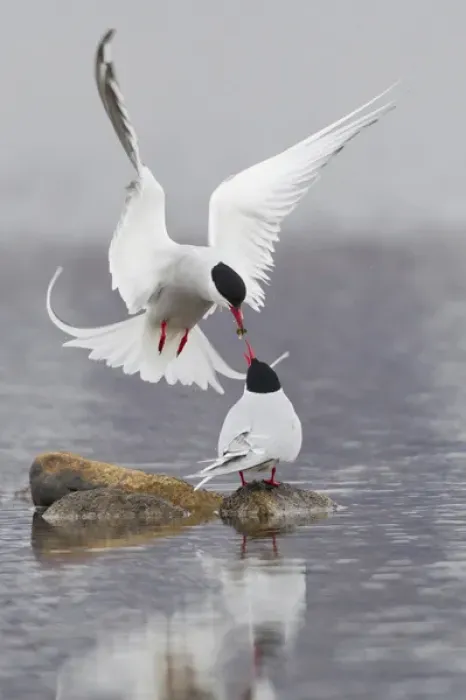 Framed Print : Arctic Terns, courtship Framed Print : Arctic Terns, courtship