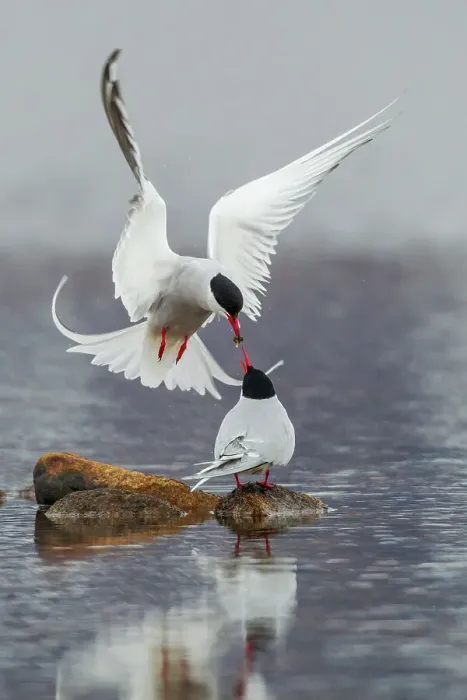 Framed Print : Arctic terns, courtship behavior male feeding potential mate, Alaska, USA