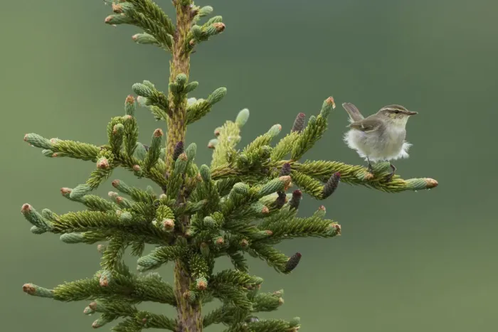Framed Print : Arctic Warbler, Sub-arctic Boreal forest