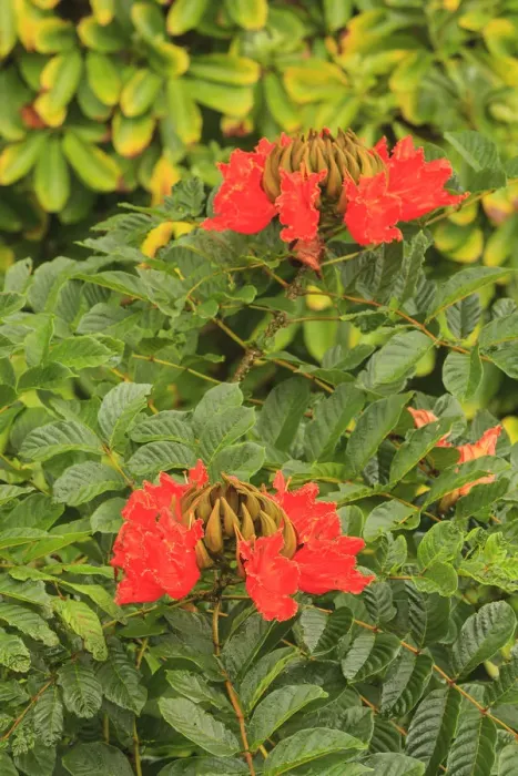 Framed Print : Area around Nanue Falls and stream, Hakalau, Hamakua Coast, Big Island, Hawaii Framed Print : Area around Nanue Falls and stream, Hakalau, Hamakua Coast, Big Island, Hawaii