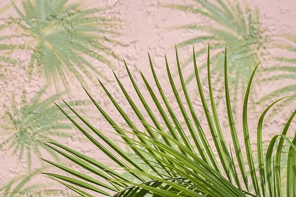 Areca palm in front of painter palm mural, USA