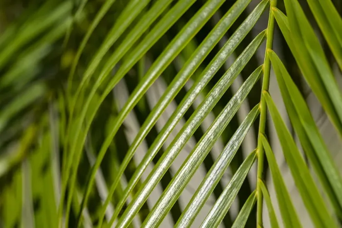 Framed Print : Areca palm, USA Framed Print : Areca palm, USA