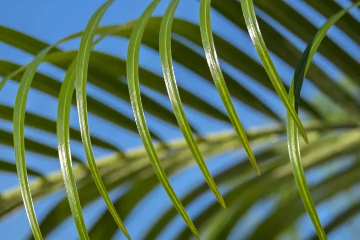 Framed Print : Areca palm, USA Framed Print : Areca palm, USA