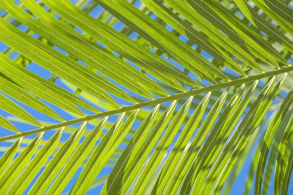 Areca palm, USA