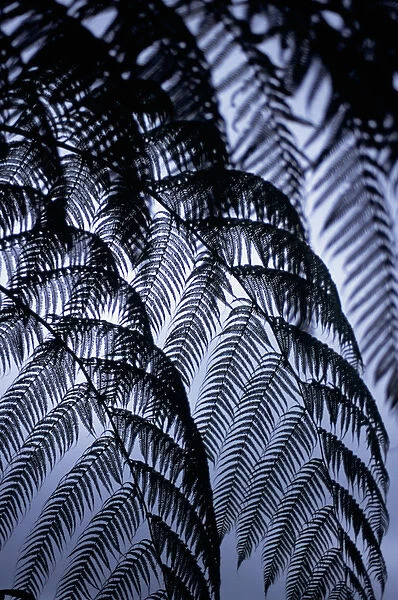 Arenal, Costa Rica. Tree fern leaves in silhouette against the sky