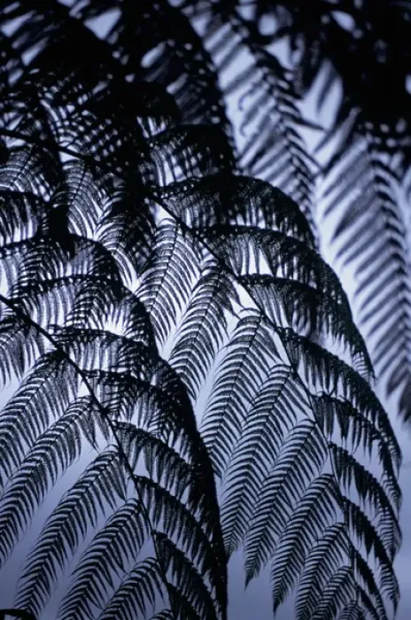 Framed Print : Arenal, Costa Rica. Tree fern leaves in silhouette against the sky