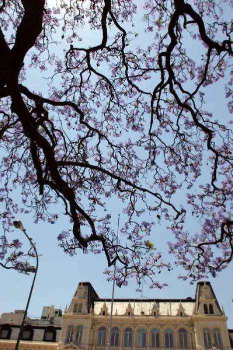 Framed Print : Argentina, Buenos Aires, Barrio Norte, Rodriguez Pena, Jacarandas trees bloom in Framed Print : Argentina, Buenos Aires, Barrio Norte, Rodriguez Pena, Jacarandas trees bloom in