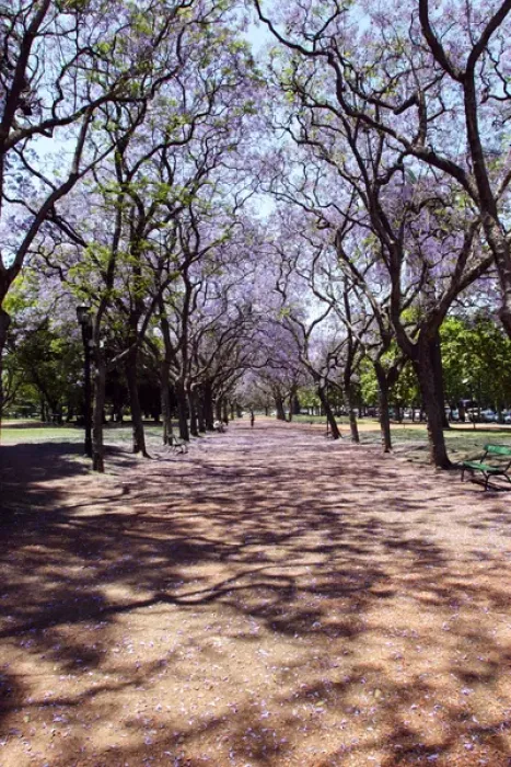 Framed Print : Argentina, Buenos Aires, Palermo, Parque 3 de Febrero, Jacarandas trees bloom in