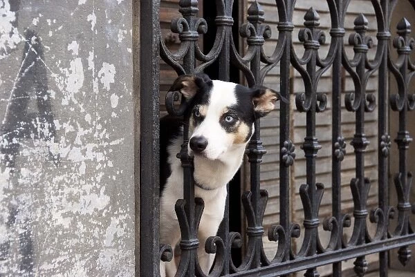 Argentina, Buenos Aires, quarter San Telmo, dog on a balcony