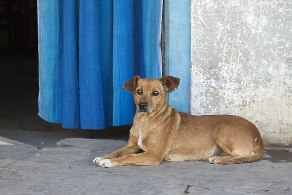 Argentina, Buenos Aires, street dog in the slum Dock Sur, located next to the harbor