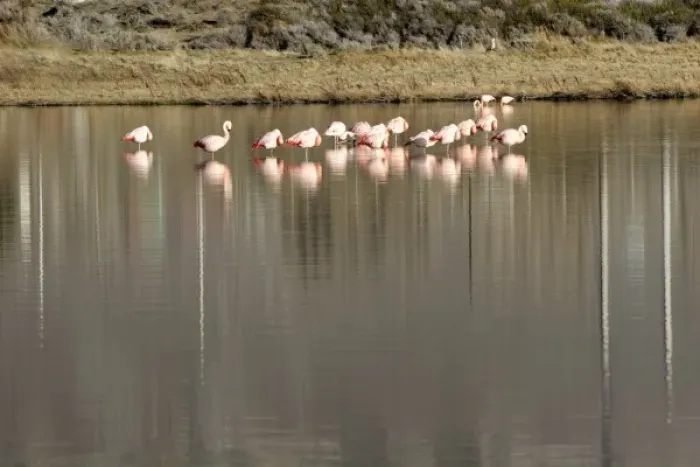 Framed Print : Argentina, El Calafate. Chilean Flamingoes (Phoenicopterus chilensis) at Laguna Nimes Framed Print : Argentina, El Calafate. Chilean Flamingoes (Phoenicopterus chilensis) at Laguna Nimes