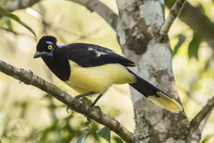 Framed Print : Argentina, Iguazu Falls National Park. Plush-crested jay in tree Framed Print : Argentina, Iguazu Falls National Park. Plush-crested jay in tree