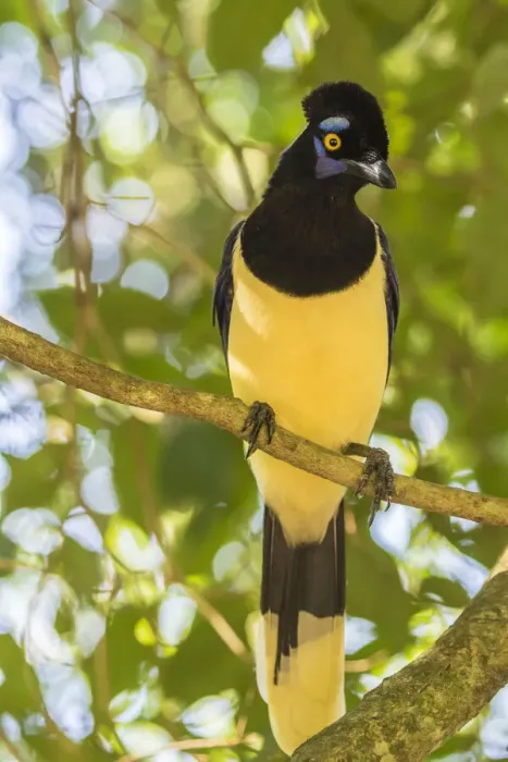 Framed Print : Argentina, Iguazu Falls National Park. Plush-crested jay in tree Framed Print : Argentina, Iguazu Falls National Park. Plush-crested jay in tree