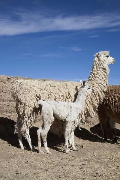 Argentina, Jujuy, Department Santa Catalina, llama herd in the countryside
