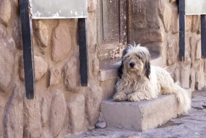 Framed Print : Argentina, Jujuy, Humahuaca, street dog Framed Print : Argentina, Jujuy, Humahuaca, street dog