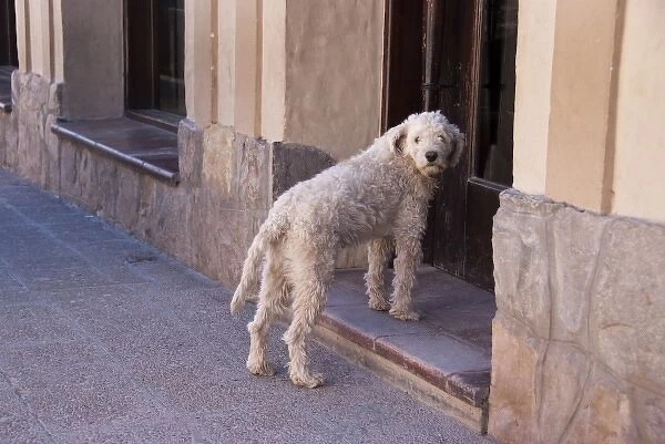 Argentina, Jujuy, Tilcara, street dog